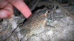 catch frog jumping funny | challenge catching froggy | animal frog survival funny