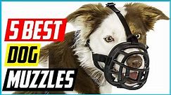 Best Dog Muzzles 2021 [Top 5 Picks]