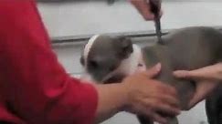 Italian Greyhound getting chiropractic treatment