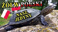 Inwazja ŻÓŁWI BŁOTNYCH w Polsce? 🐢