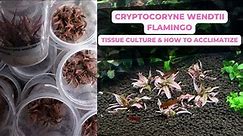 Cryptocoryne Sp. Flamingo - Tissue Culture Plant and how to acclimatize it