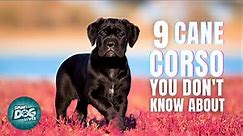 Top 9 Cane Corso Mix Breed You Don't Know About