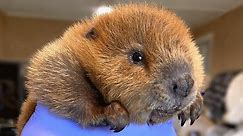 Bustling Baby Beaver Can Distinguish Tools From Toys