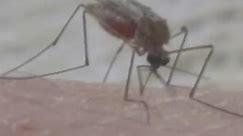 Hot summer and wet spring makes for a lot of mosquitos in Colorado