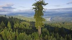 17 BIGGEST Trees in the World