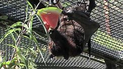 Fruit Bats at the Oakland Zoo (3 of 4)