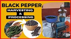 Black Pepper Harvesting and Processing | Complete video from Green to Black | King of spices