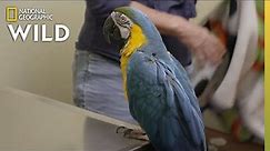 A Macaw Gets a Manicure | The Wild Life of Dr. Ole
