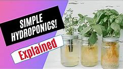 How to Grow Food with Simple Hydroponics The Kratky Method From Start to Finish