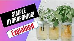 How to Grow Food with Simple Hydroponics The Kratky Method From Start to Finish