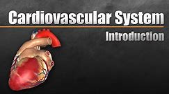 Cardiovascular System In Under 10 Minutes