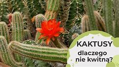 Dlaczego kaktus nie kwitnie? Co zrobić żeby zakwitł? Pobudzanie kaktusów do kwitnięcia.