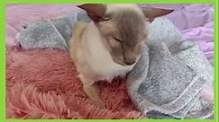 Siamese Cat Reverse Sneezing