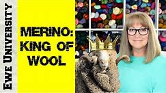 MERINO: KING OF WOOL || EWE UNIVERSITY