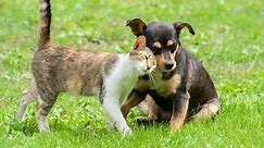 Tips On How To Help Your Cat And Dog Get Along