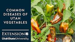 Common Diseases of Utah Vegetables - Identification