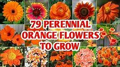 79 Orange Flower Perennials to grow | Perennial Orange Flower Plants | Orange Flower Plants with ID