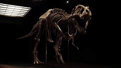 See the record-smashing T. rex that sold for $31.8 million