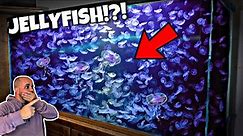 My First Jellyfish Aquarium!?! (I've had Omicron)