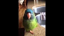 Valor blue-crowned conure showering and talking