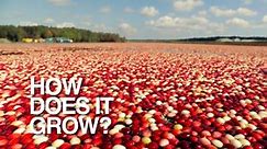 How Does It Grow:Cranberries