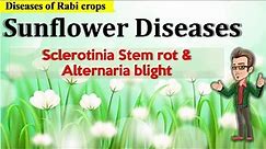 Diseases of Sunflower | Sclerotinia Stem rot and Alternaria Blight
