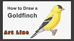 How to Draw a Goldfinch | Step By Step