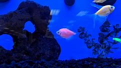 How to Set Up Tank for GloFish: Beginner's Guide - Fish Keeping Guide