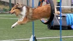 Slow motion video - collie rough Hopsinka in agility