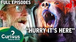 TRAGIC Bear Attack Crisis In Town, Hunters Vs Grizzlies | FULL EPISODES | Curious?: Natural World