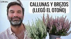DECORA CON BREZOS Y CALLUNAS: cómo plantar cuidar una calluna || en20metros