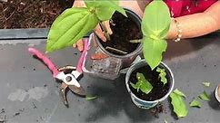Zinnia Cuttings for Fall Flowers - Propagation // from Campbell's Freedom Farm
