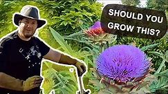 Why Is The Cardoon (Cynara cardunculus) Plant Such A Wonderful Garden Crop To Grow?
