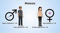 Chromosome structure and behaviour in mitosis and meiosis