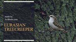 Eurasian Treecreeper / Common Treecreeper [Certhia Familiaris]