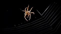 Spider Web Building Time-lapse | BBC Earth