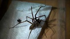 Giant House Spider Handling!!! (UK)
