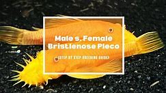 Male Vs. Female Bristlenose Pleco (Step by Step Breeding Guide)