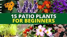 How to Grow a Beautiful Garden with Plants and Flowers