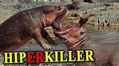 HIPOPOTAM Zabija Więcej Ludzi Niż Lwy czy Krokodyle