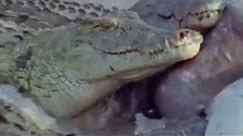 The Amazing Power of Crocodile Teeth | Wild Africa | BBC Studios