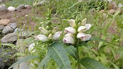 White Turtlehead (Chelone glabra)