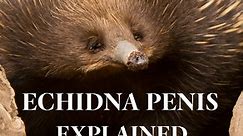 Echidna anatomy... explained 👀 What would you like us to explain next?! #explainer #monotreme #echidna #weirdandwacky #ausgeo #ausgeoexplainer | Australian Geographic