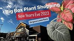 Big Box Store Plant Shopping at Lowes New Years Eve 2023 Plant Finds
