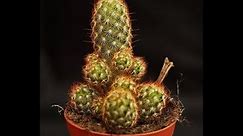 Mammillaria Elongata | Lady Finger Cactus | Everything you need to know