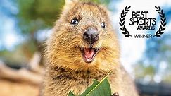 The Truth About The Happiest Animals In The World - Quokka Documentary