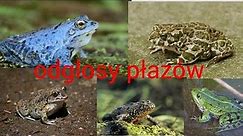 Odglosy polskich żab - rozpoznawanie polskich płazów po głosie (polskie płazy #1)