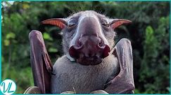 Meet The Bat With Hammer Head | Is The Hammerhead Bat A Real Animal?