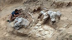 'Gigantic' 122-Million-Year-Old Dinosaur Discovery Is Among Largest Found