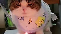 Grumpy cat refuses to celebrate her own birthday.
